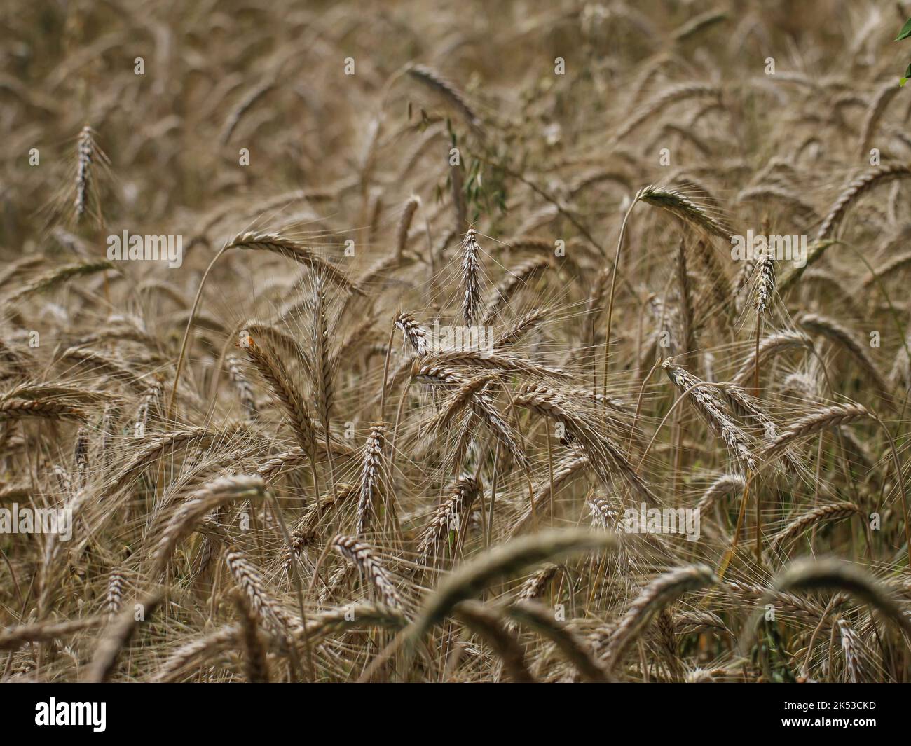 Field of a common wheat (Triticum aestivum) in the western Serbia Stock ...