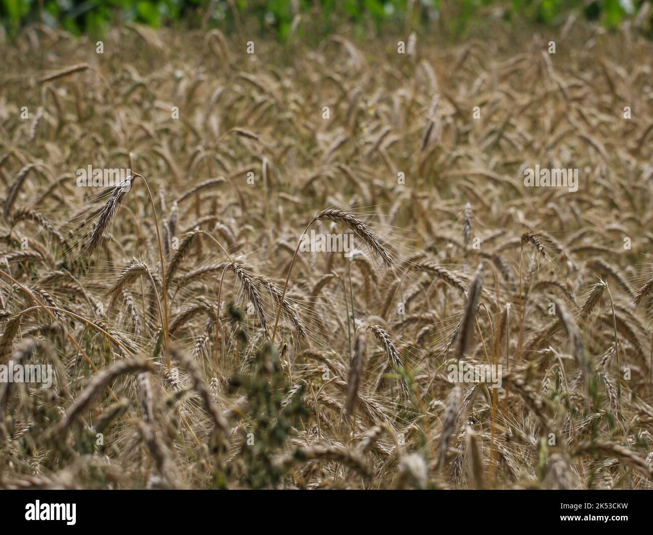 Field of a common wheat (Triticum aestivum) in the western Serbia Stock Photo