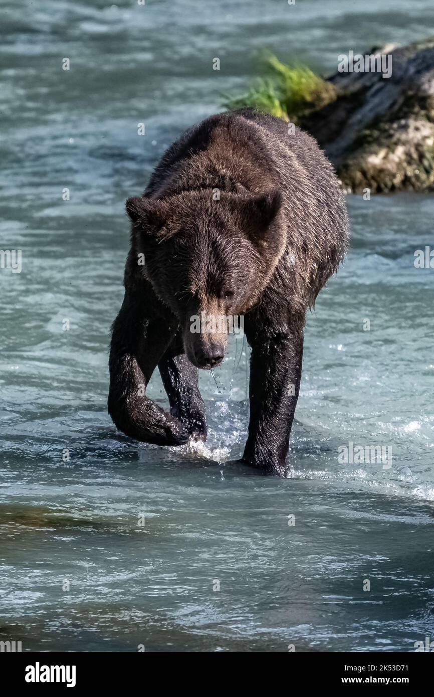 A grizzly bear walking in the river in Alaska in autumn, portrait Stock