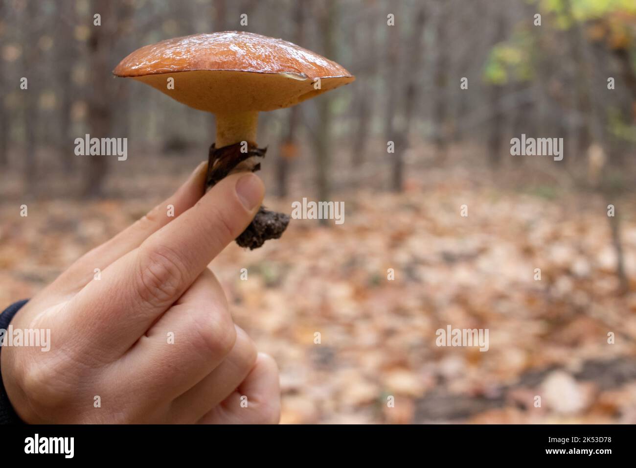 Hand holding mushroom. Slippery jack, Suillus luteus mushroom with sticky brown cap in hand in autumn forest. Mushroom hunting, mushrooming Stock Photo