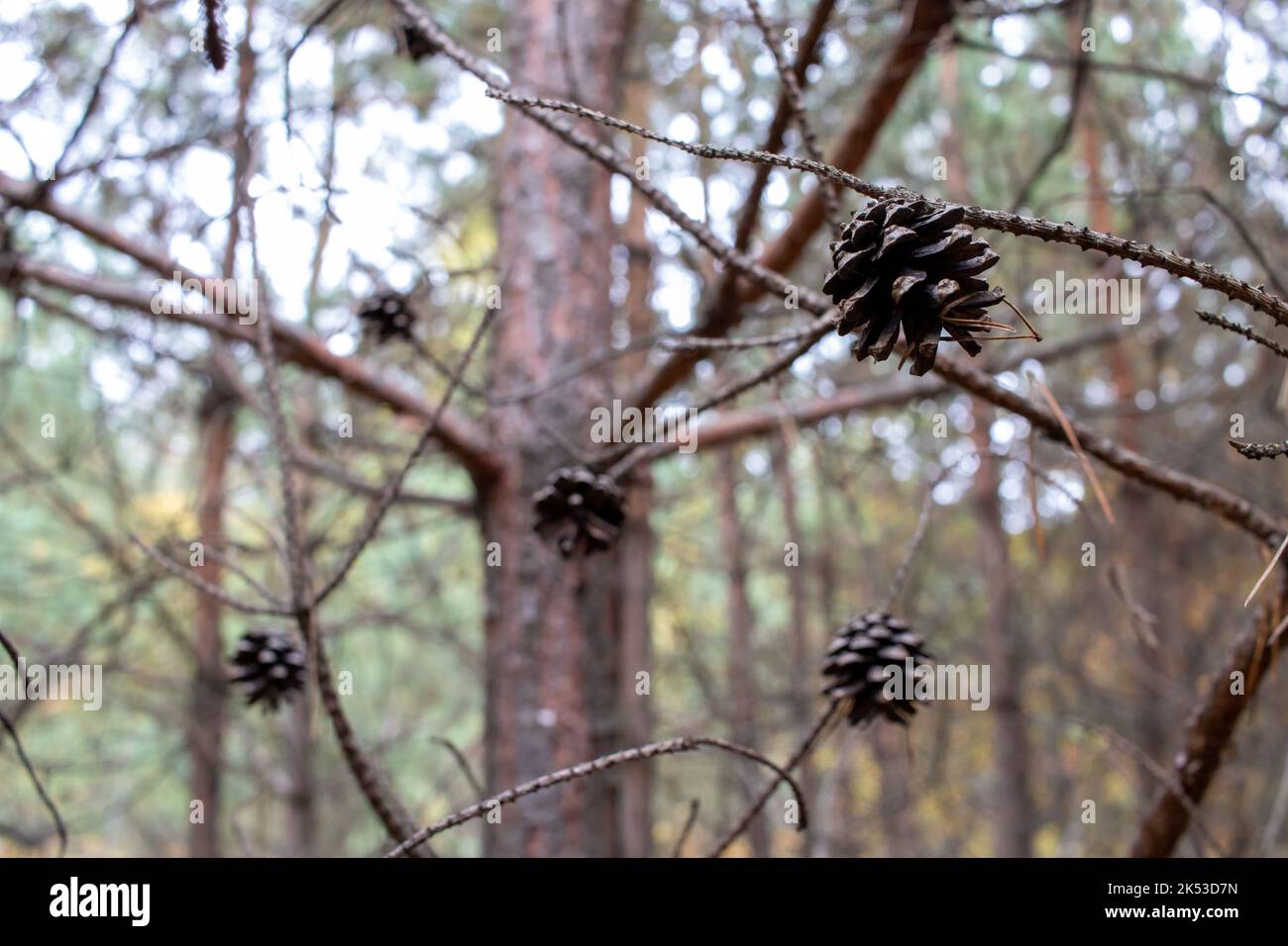 Pine cone on tree in the autumn, winter, spring, summer forest. Close up of dry pine cones. Selective focus Stock Photo