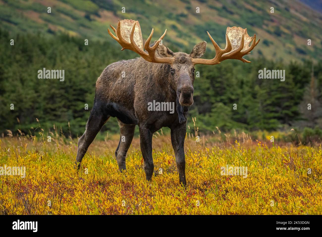 Moose hi res stock photography and images Alamy Moose hi res stock photography and images Alamy