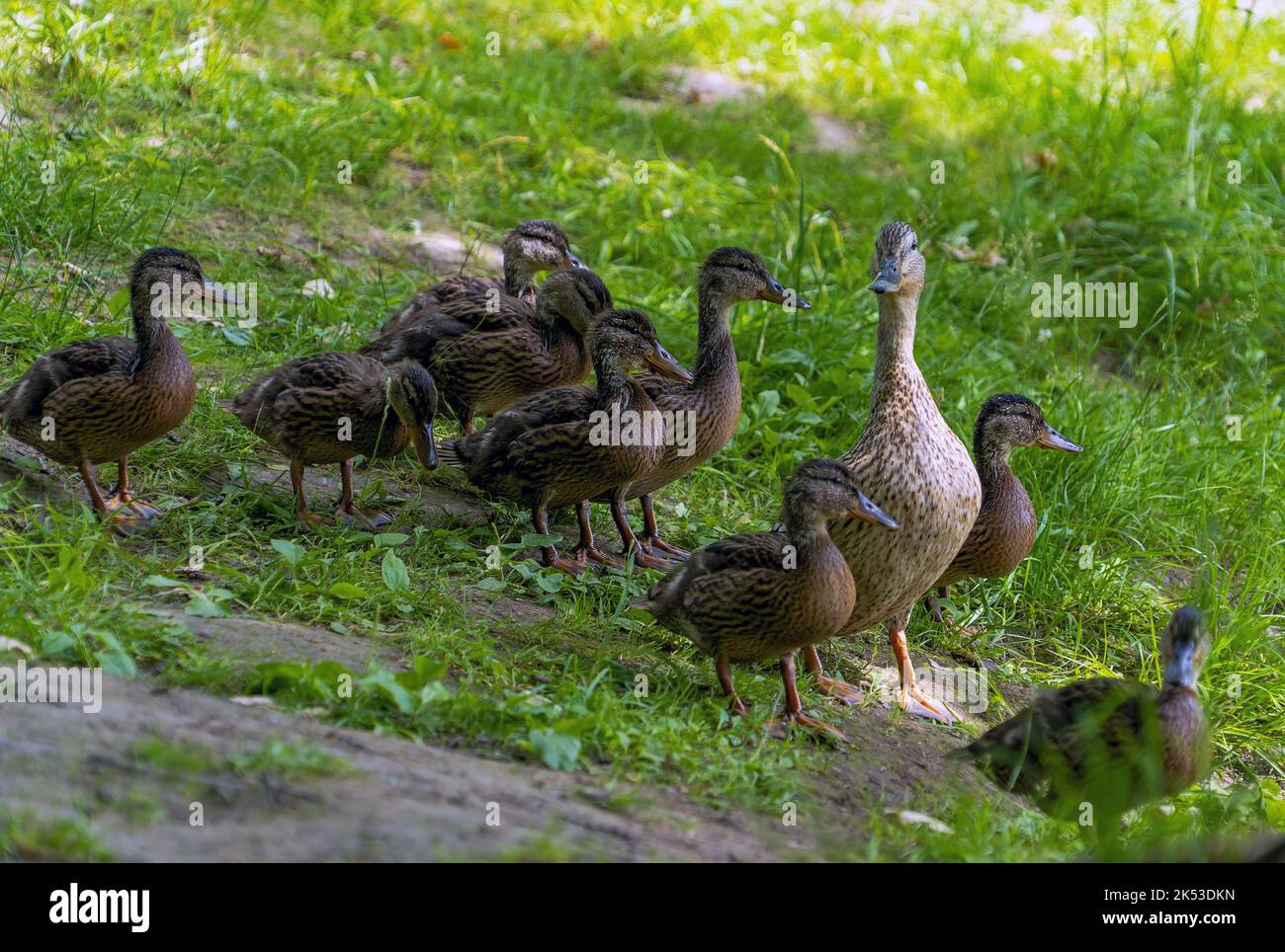 A wild duck with young ducklings walks along the shore to the water Stock Photo