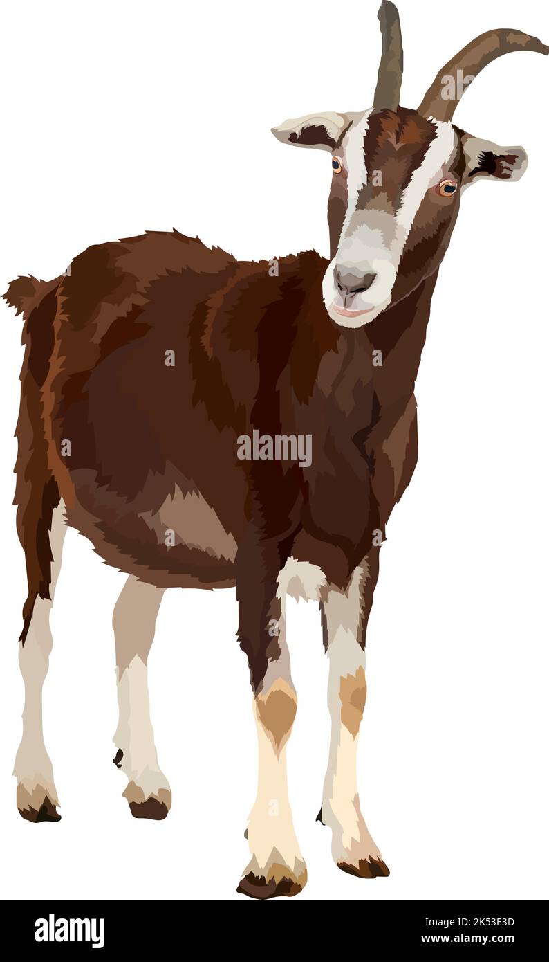 Realistic goat , side view, isolated farm animals Stock Vector Image