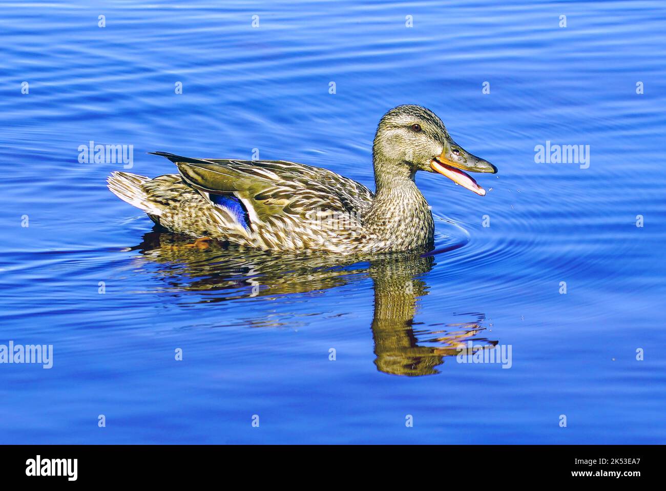 A wild duck swims reflecting in the water Stock Photo Alamy