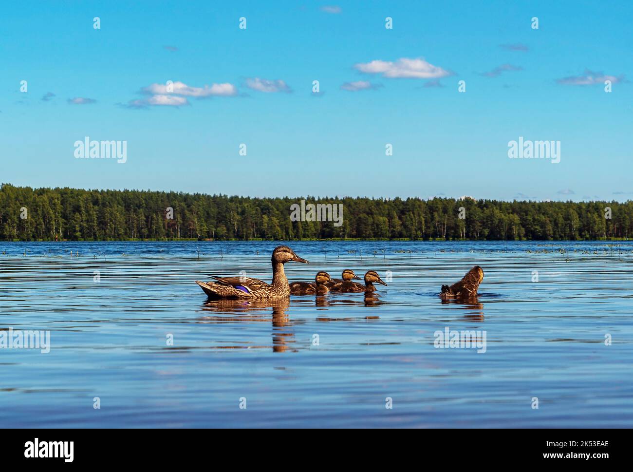 A wild duck swims with ducklings on a clear lake Stock Photo