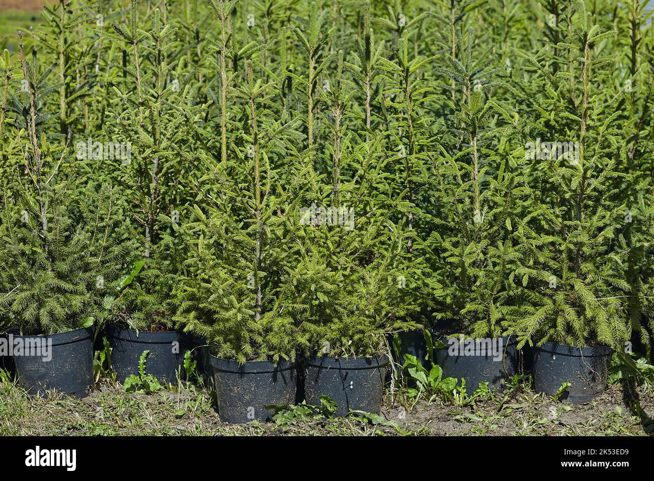 very small spruce seedlings grow in pots and are ready for further