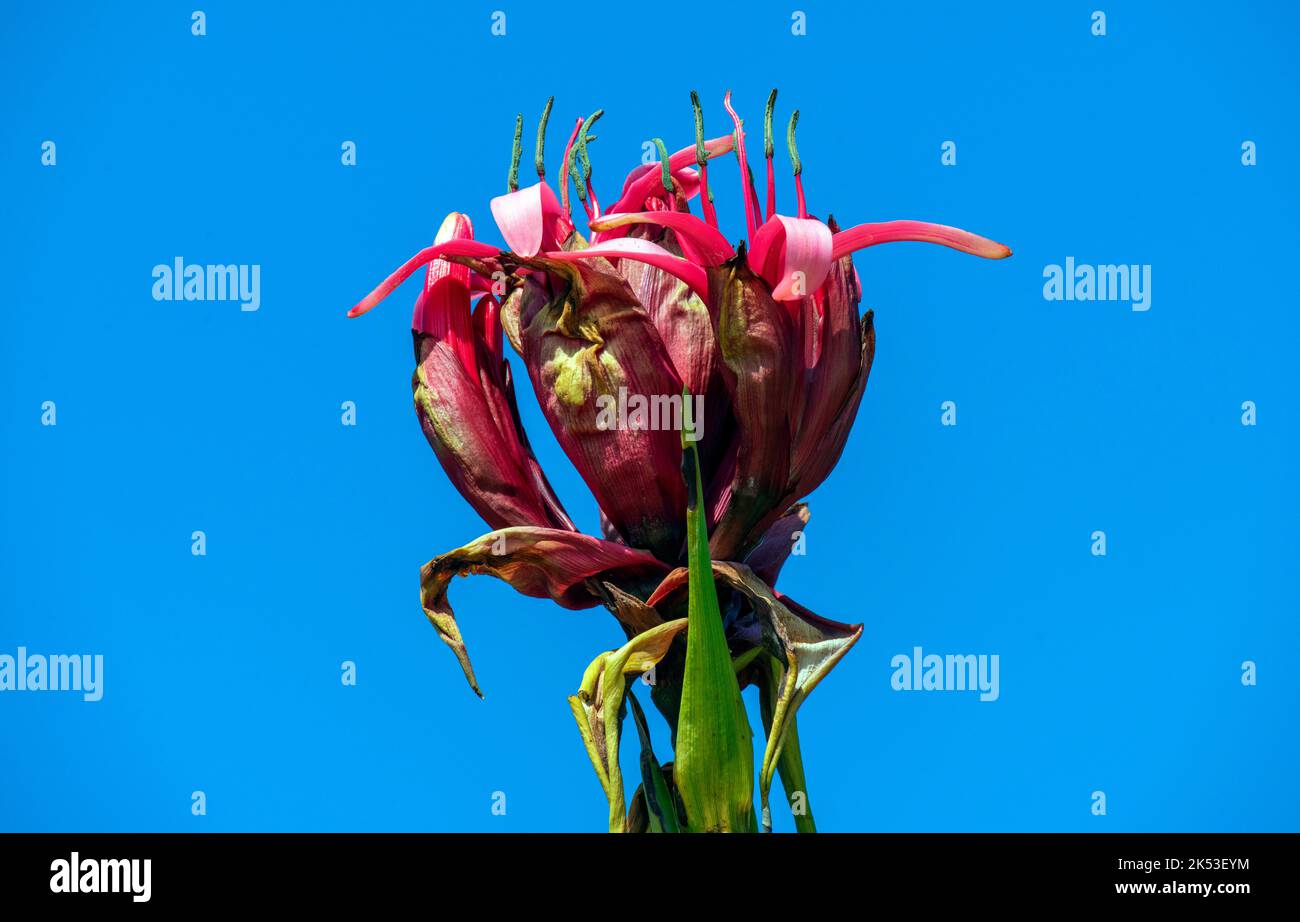 Close up of Gymea Lily (Doryanthes Excelsa) flower in Sydney, NSW