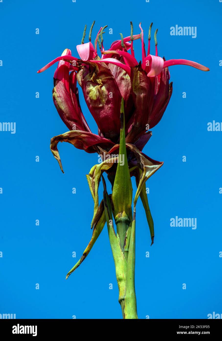 Close up of Gymea Lily (Doryanthes Excelsa) flower in Sydney, NSW