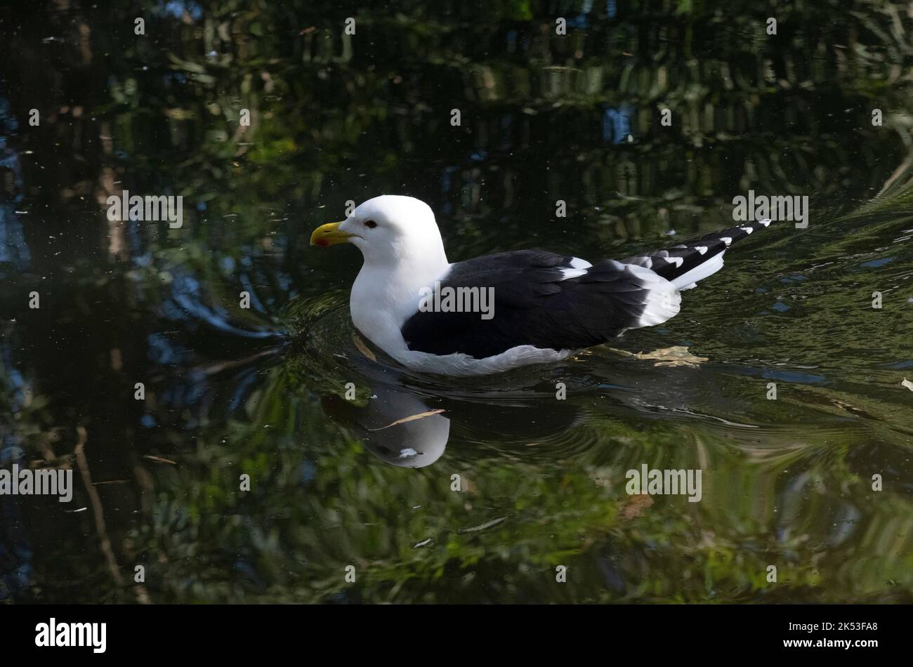 A Kelp Gull (Larus dominicanus) swimming at Featherdale Wildlife Park in Sydney, New South Wales (NSW), Australia (Photo by Tara Chand Malhotra) Stock Photo