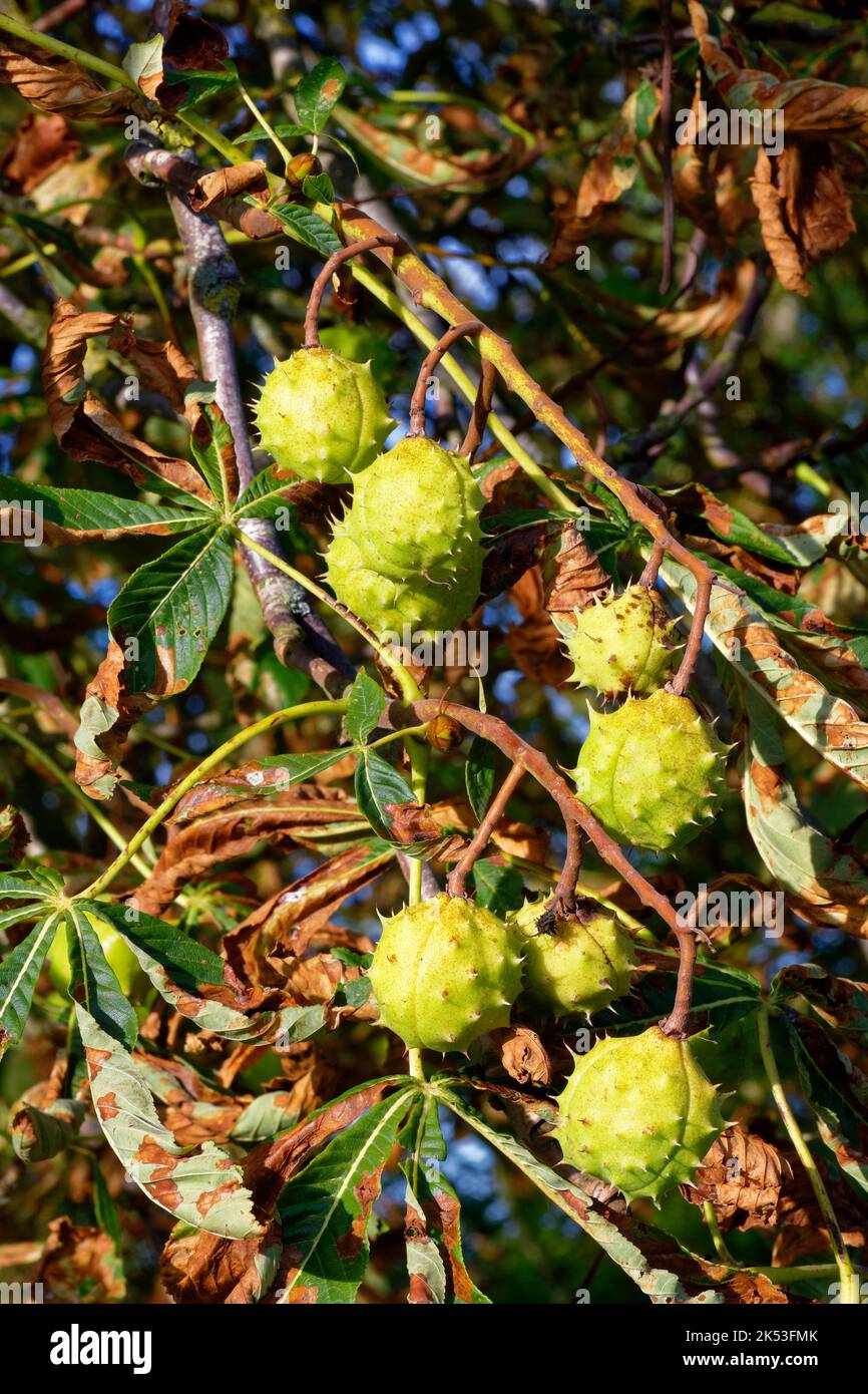Conkers On Horse Chestnut Tree Aesculus Hippocastanum In Evening Sun 