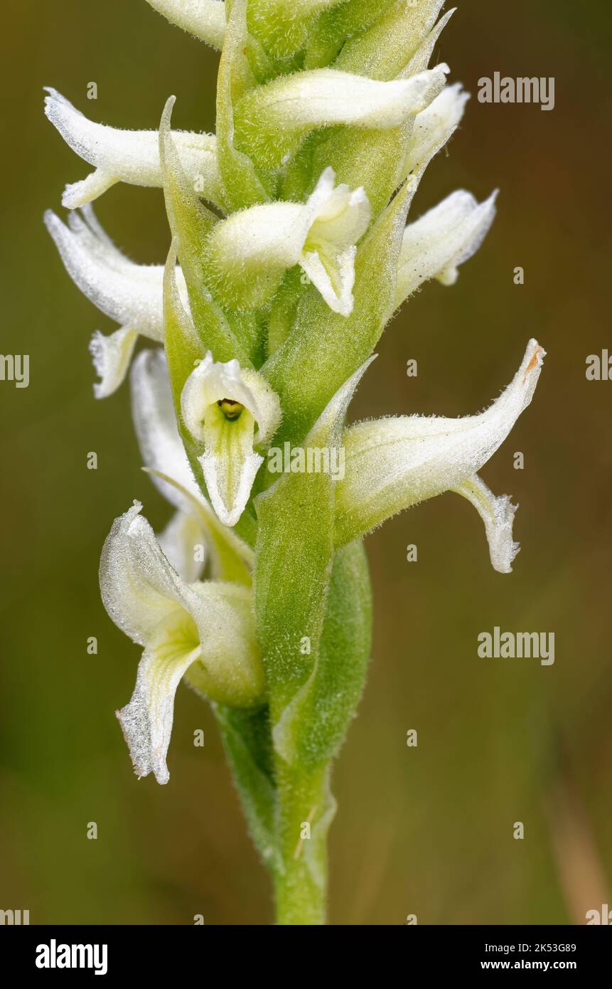 Irish Lady's-tresses - Spiranthes romanzoffiana, closeup of flower head Stock Photo