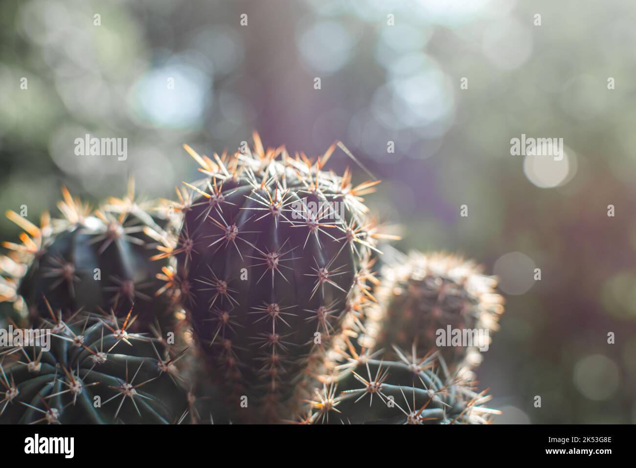 Cacti at sunset close-up. Softly blurred background with bokeh. Stock Photo