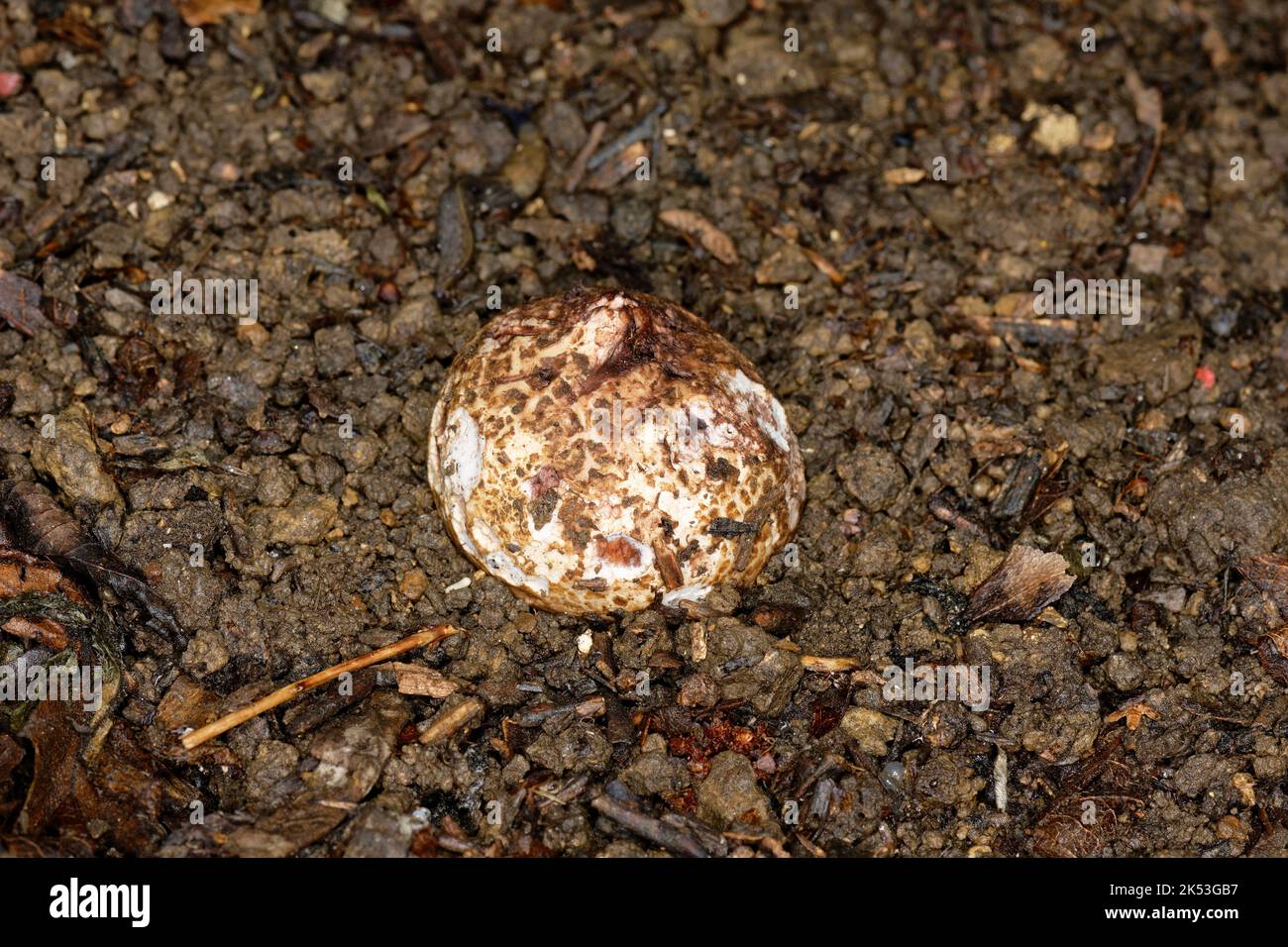 Collared Earthstar Fungi - Geastrum triplex, egg stage before opening Stock Photo