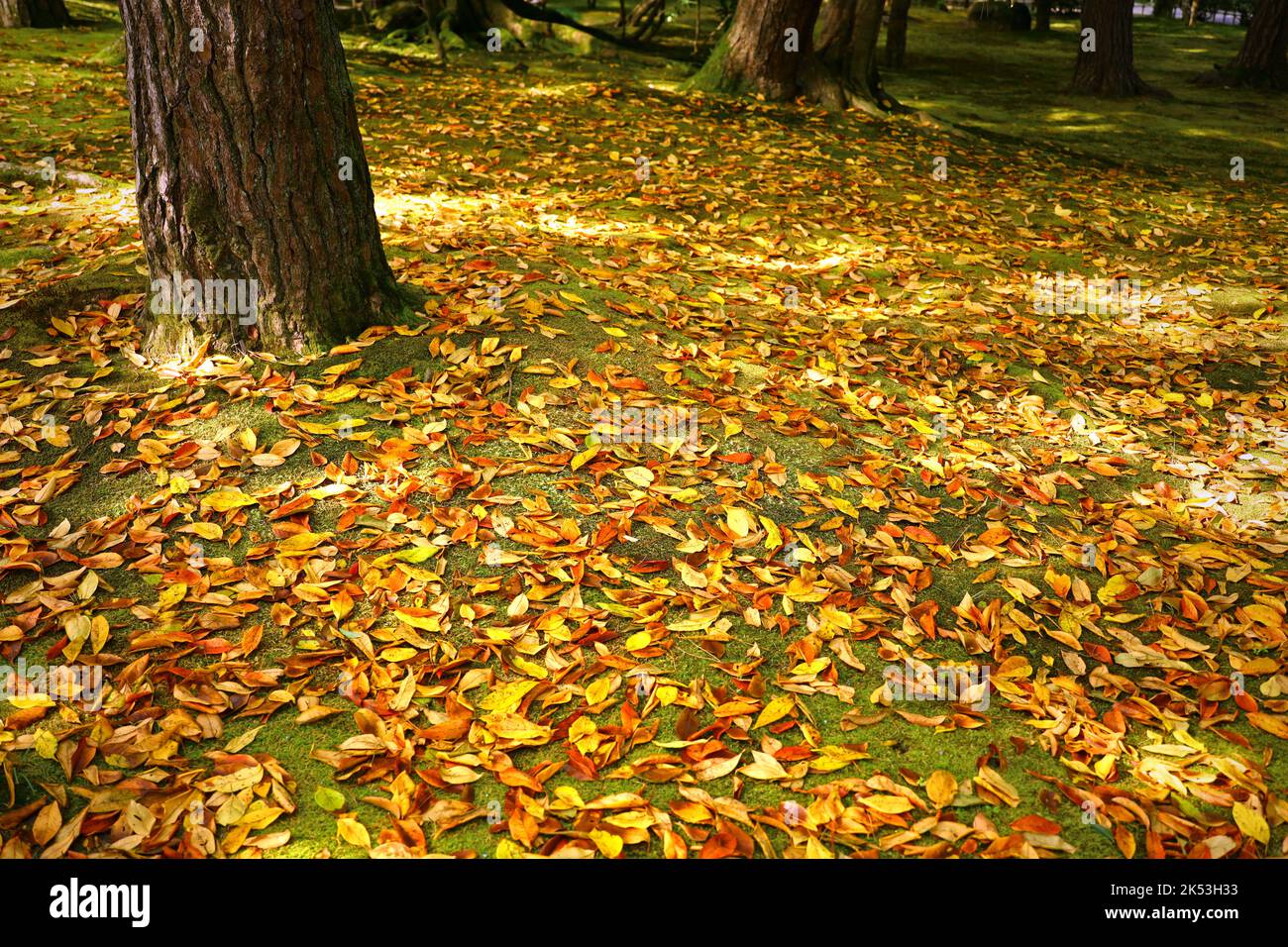 Colorful autumn scenery with yellow and red fallen leaves Stock Photo