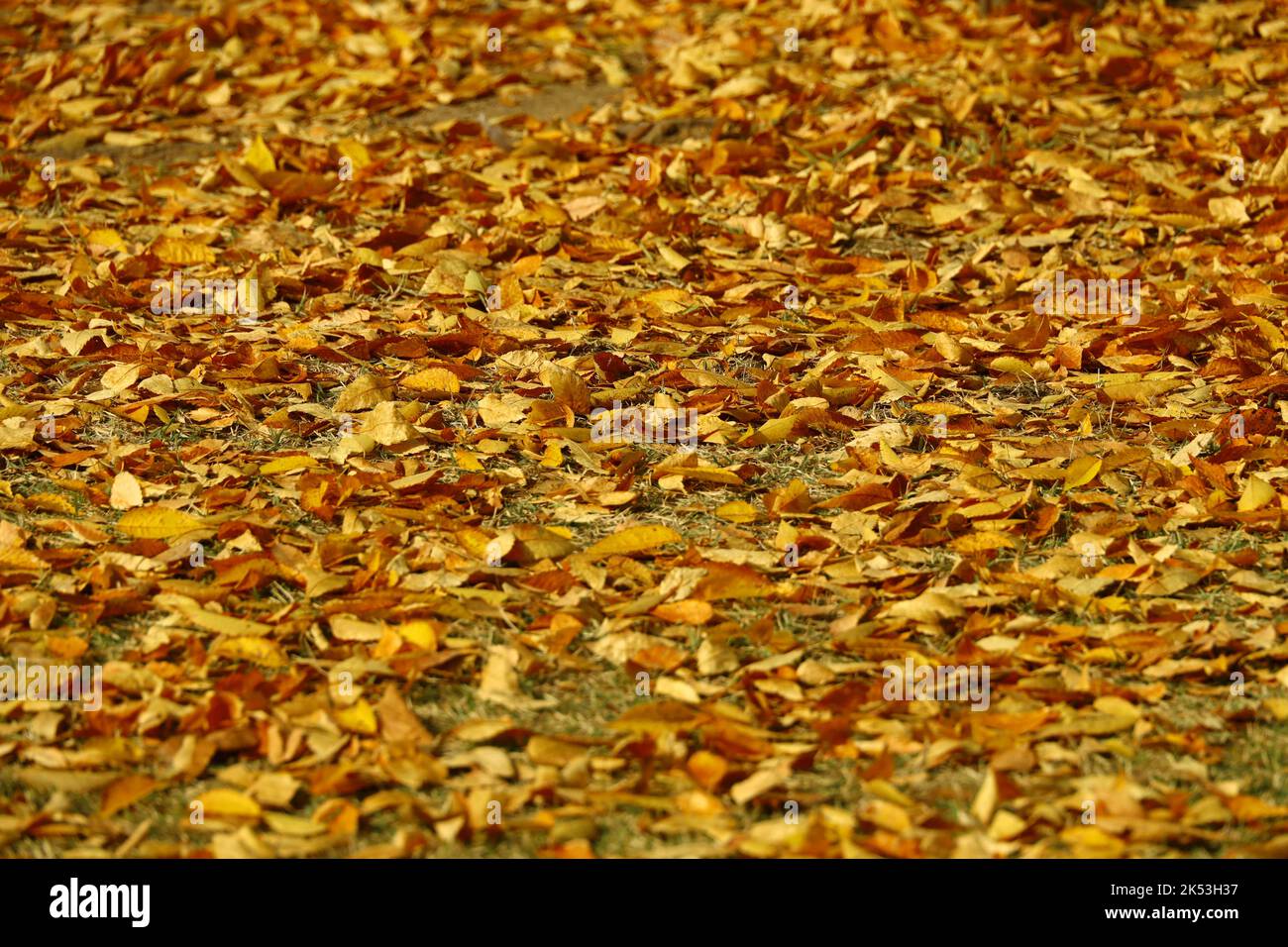 Stock photo for autumn background with close up on a lot of fallen ...