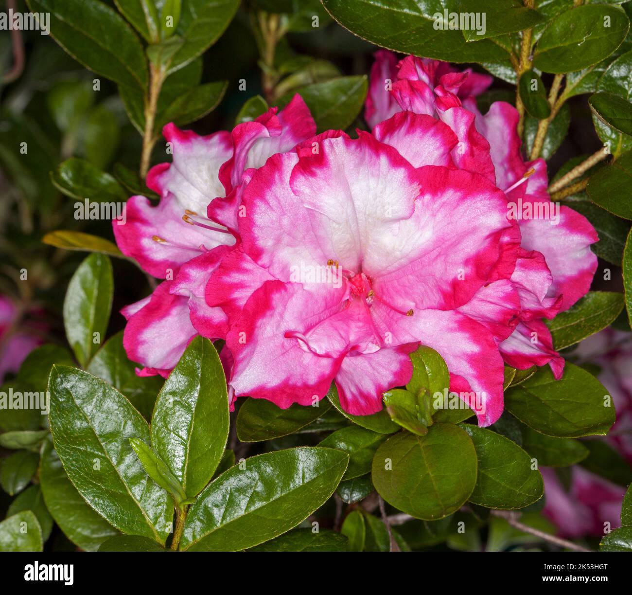 Cluster of spectacular bright pink and white flowers of Azalea indica 'Gay Paree' on background of vivid green leaves, in Australia Stock Photo