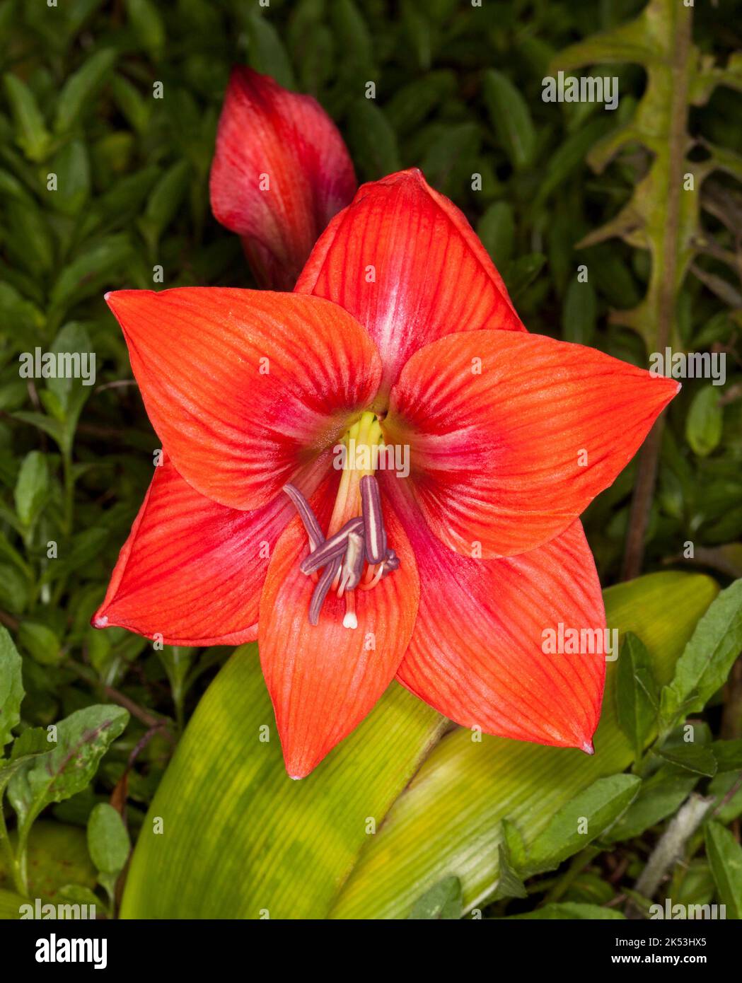 Large and spectacular vivid red flower of Hippeastrum, spring flowering