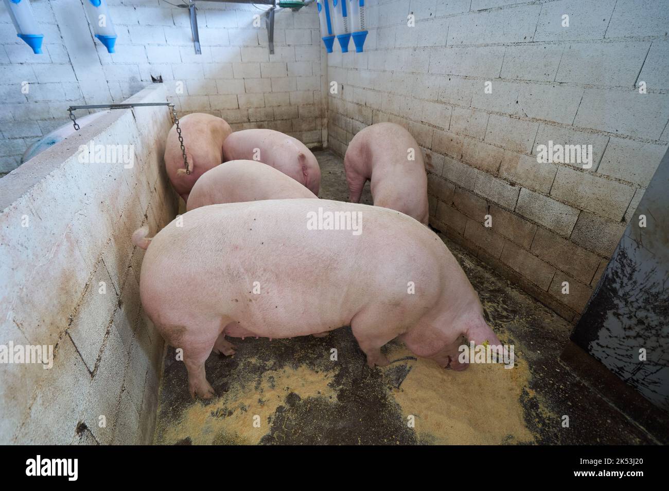 Young pigs in a cramped farm eating feed. Stock Photo