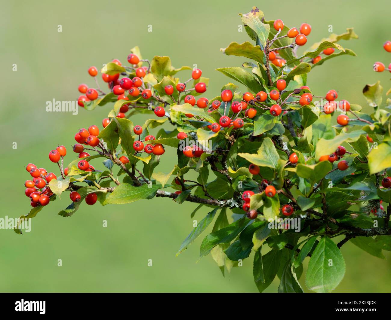 Red autumn berries of the hardy deciduous small tree, Photinia villosa Stock Photo