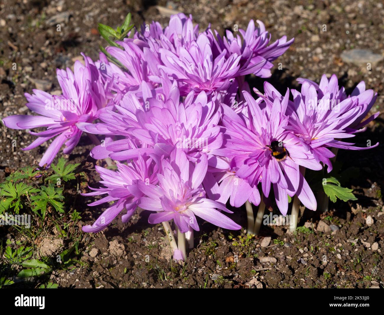 Group of the lilac coloured double flowers of the autumn blooming hardy bulb, Colchicum 'Waterlily' Stock Photo