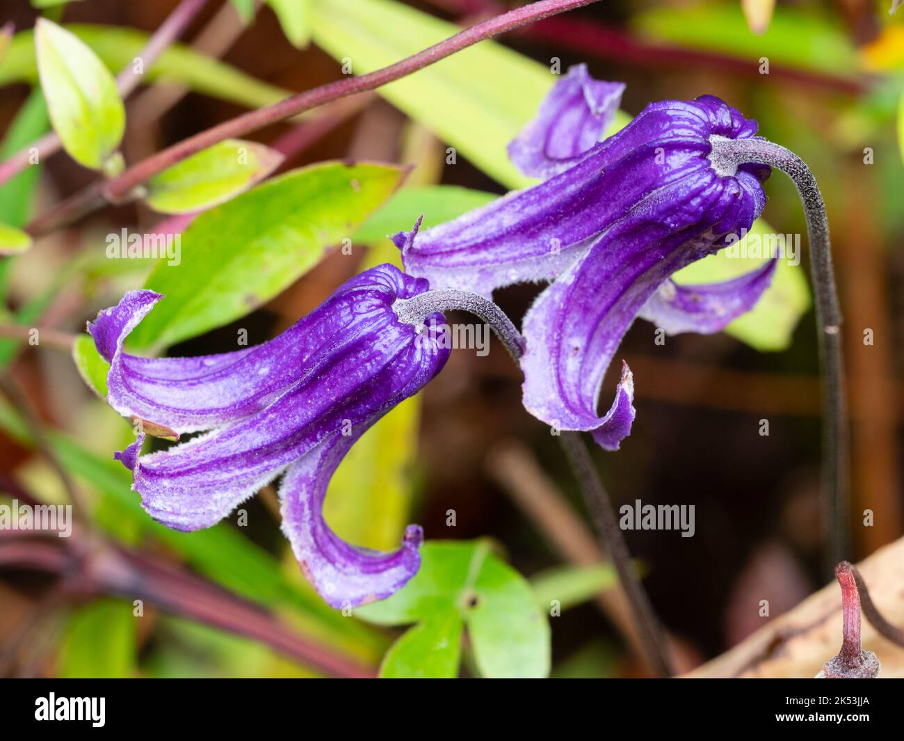 Purple bell flowers of the non-climbing integrifolia group perennial clematis, Clematis 'Rooguchi' Stock Photo