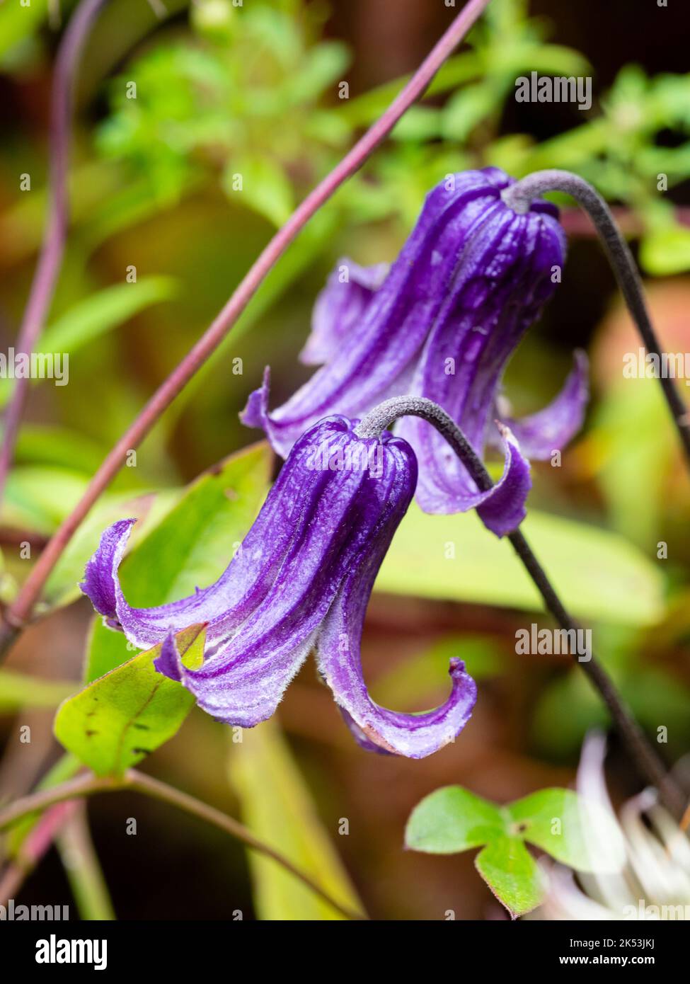 Purple bell flowers of the non-climbing integrifolia group perennial clematis, Clematis 'Rooguchi' Stock Photo