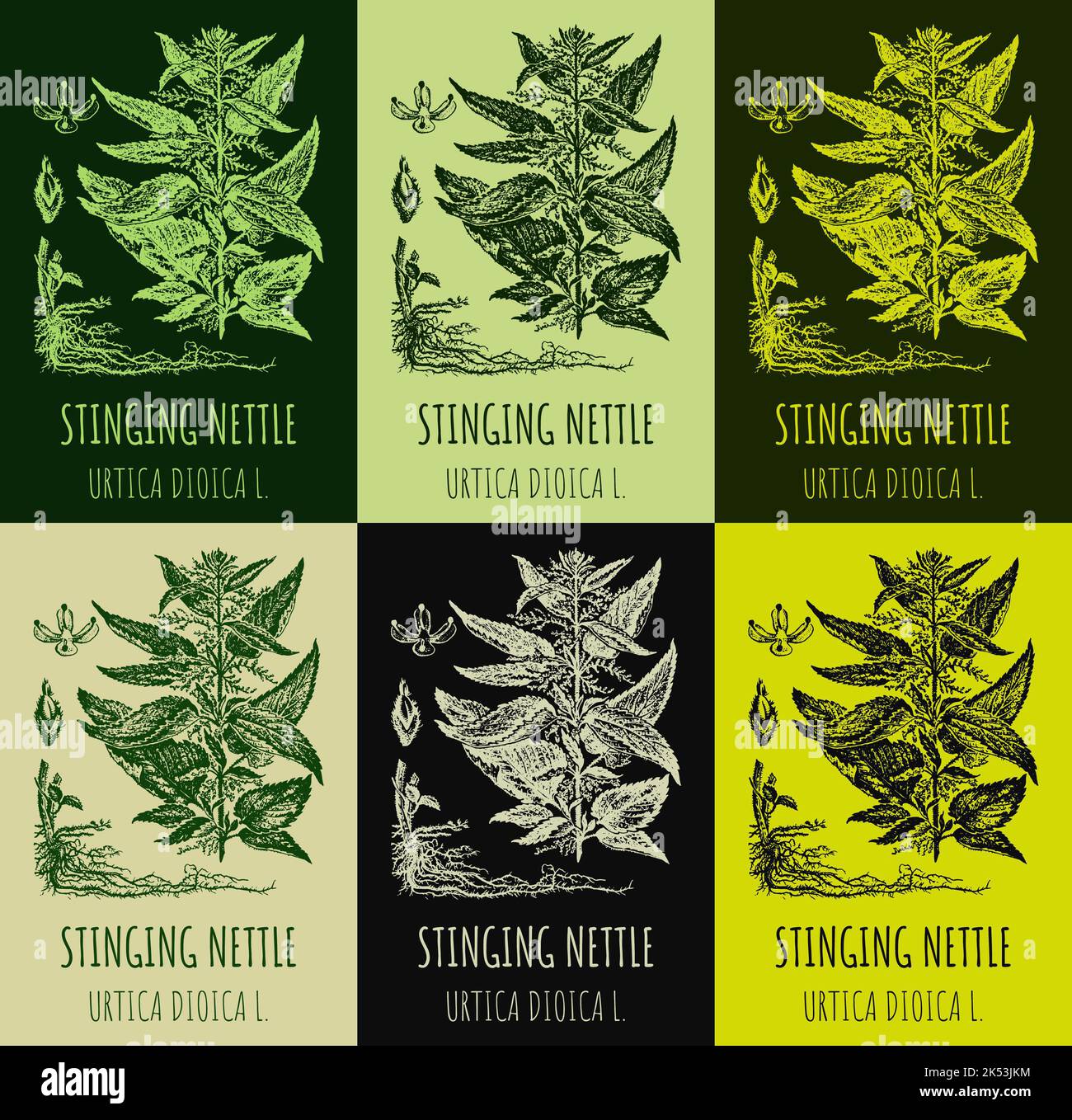 Set of vector drawings of STINGING NETTLE in different colors. Hand ...
