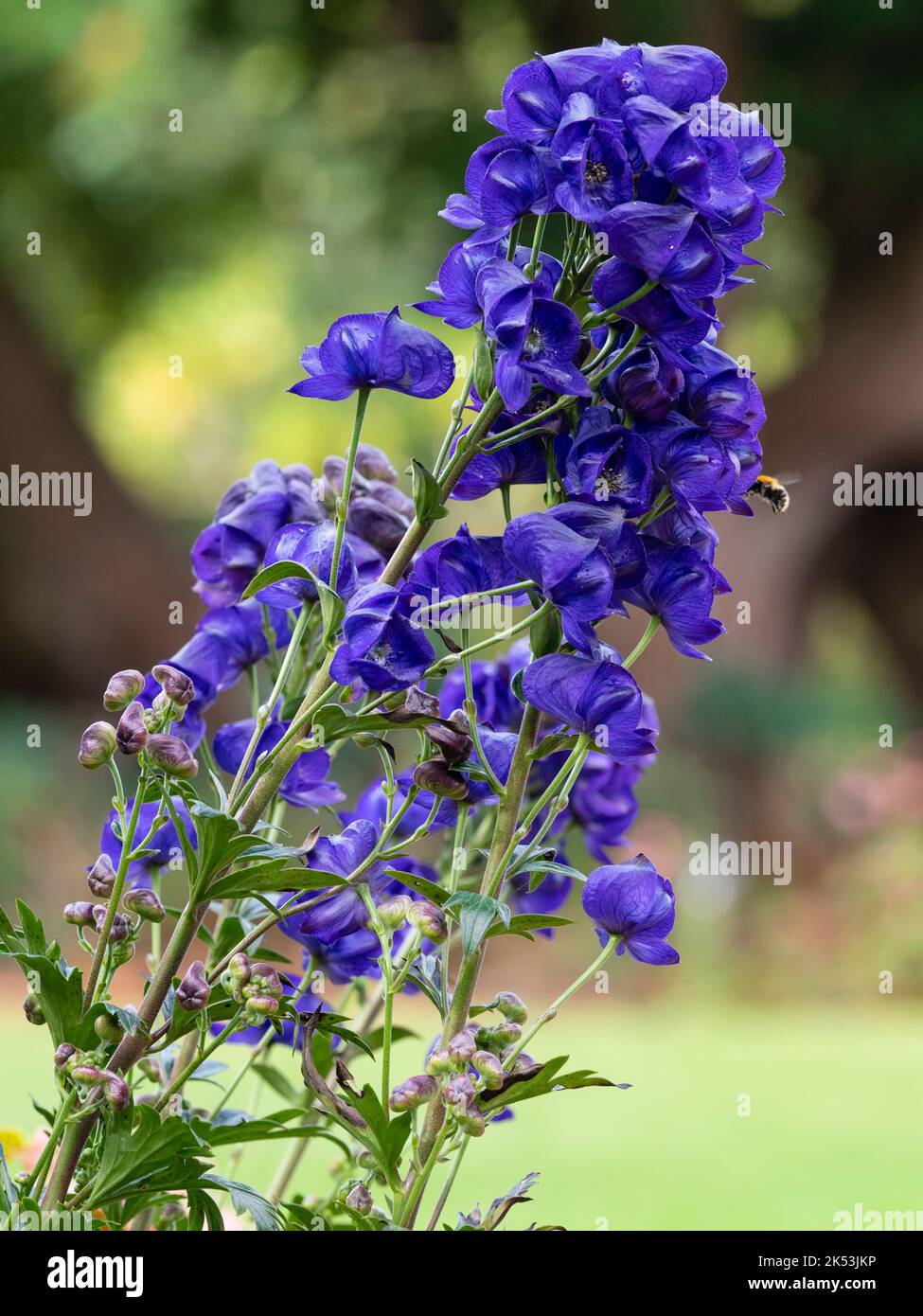 Hooded blue flowers of the autumn blooming hardy perennial, Aconitum carmichaelii 'Royal Flush' Stock Photo