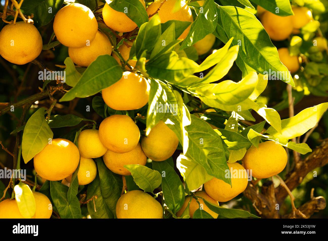 Tangerine tree. Ripe mandarin hanging on branches. Beautiful healthy juicy fruits growing in a sunny garden. Organic, healthy citrus outdoors. Split Stock Photo