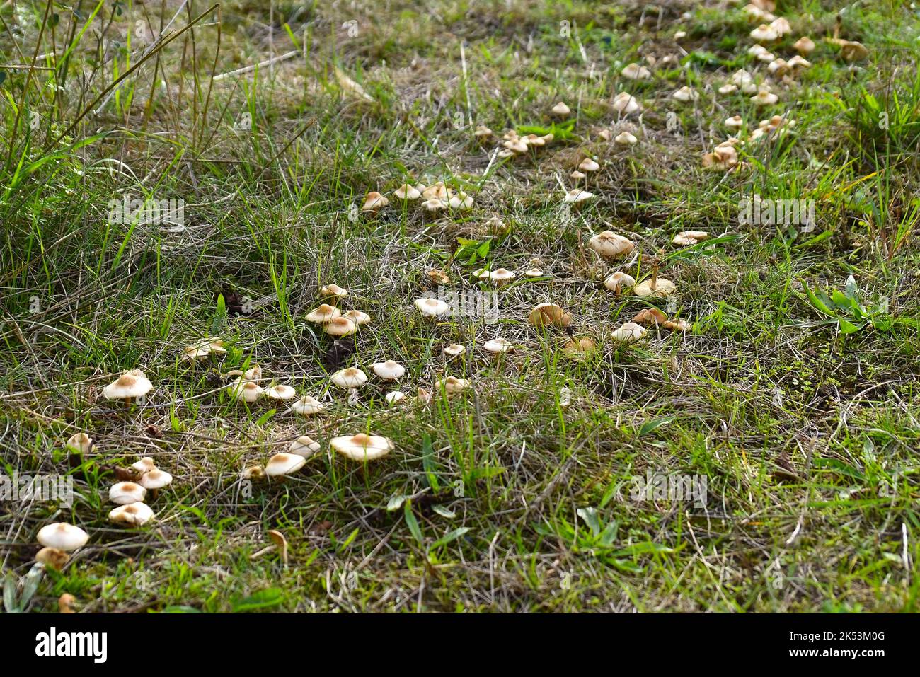 Mushrooms growing in a circle. Devil's circle in Germany, Europe Stock Photo