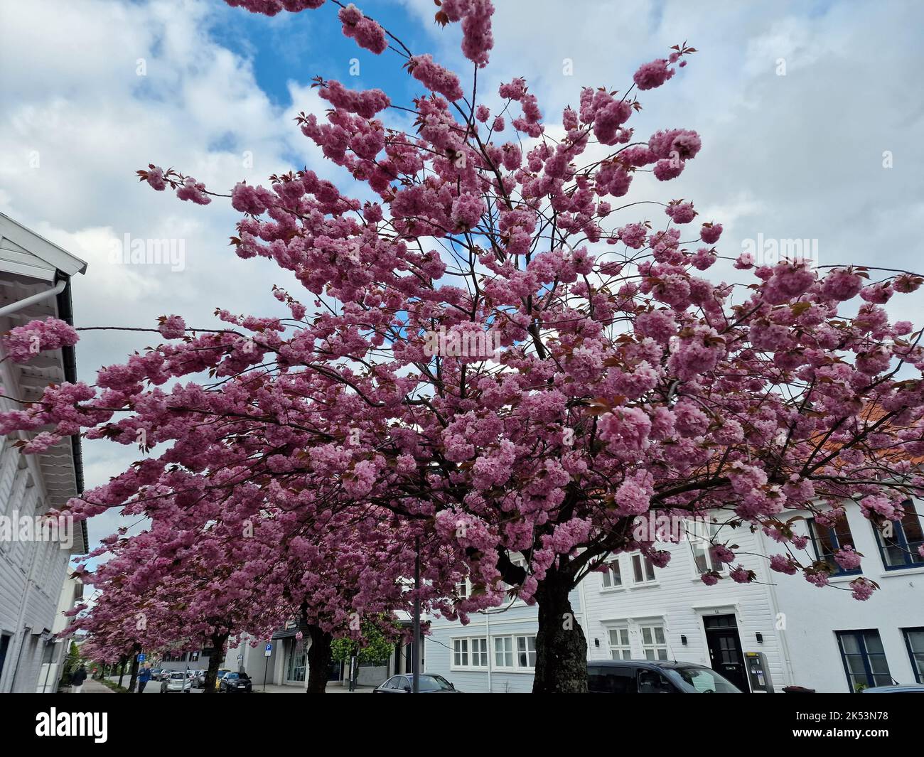 Blooming cherry tree under hi-res stock photography and images - Alamy