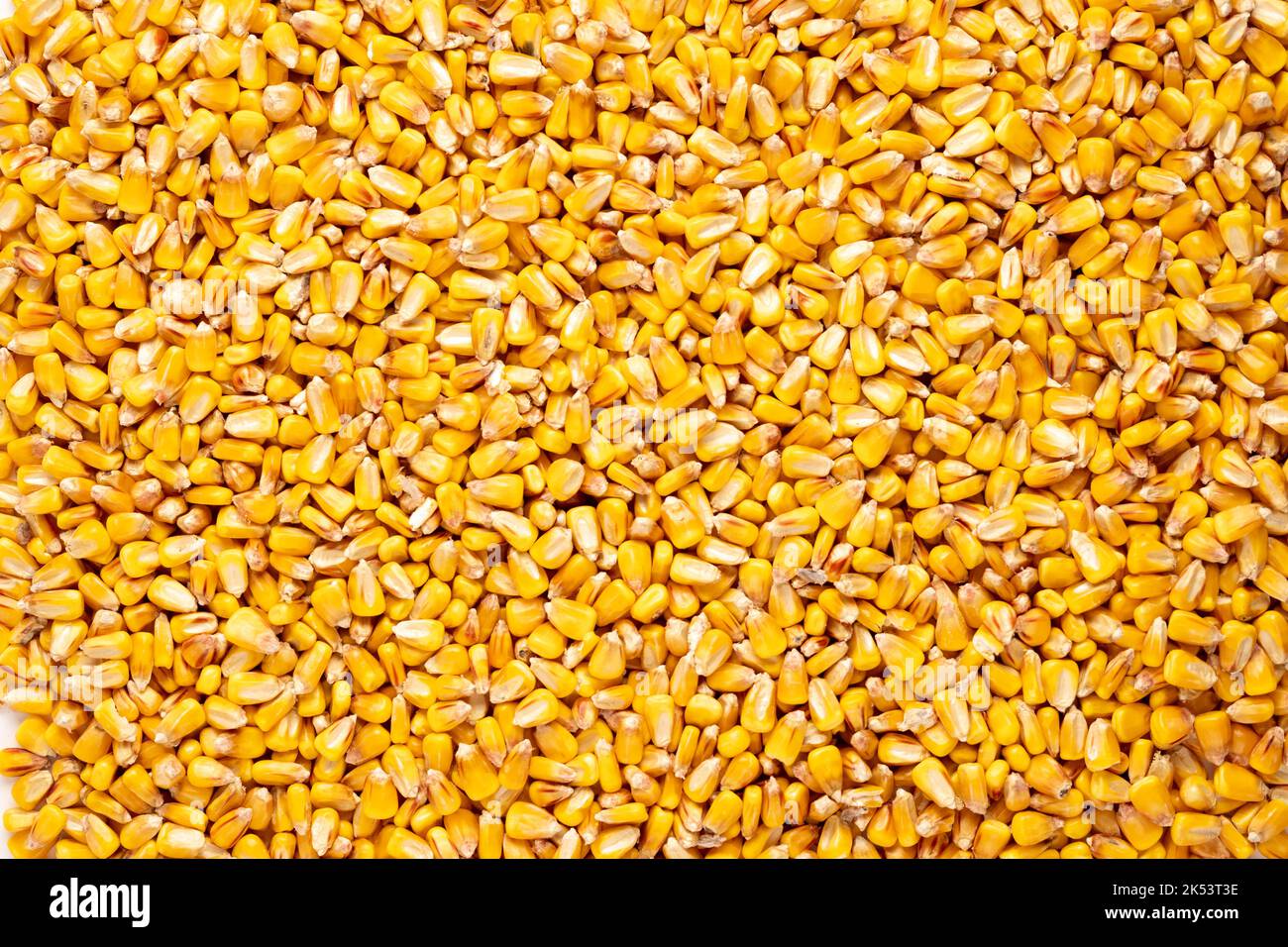 Dry corn grains background captired from above. Top view Stock Photo