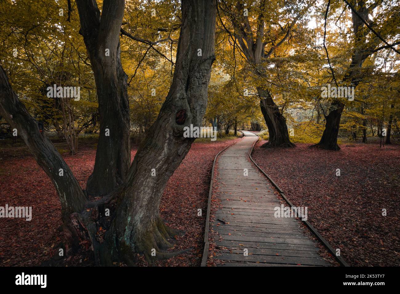Misty wood walks hi-res stock photography and images - Alamy