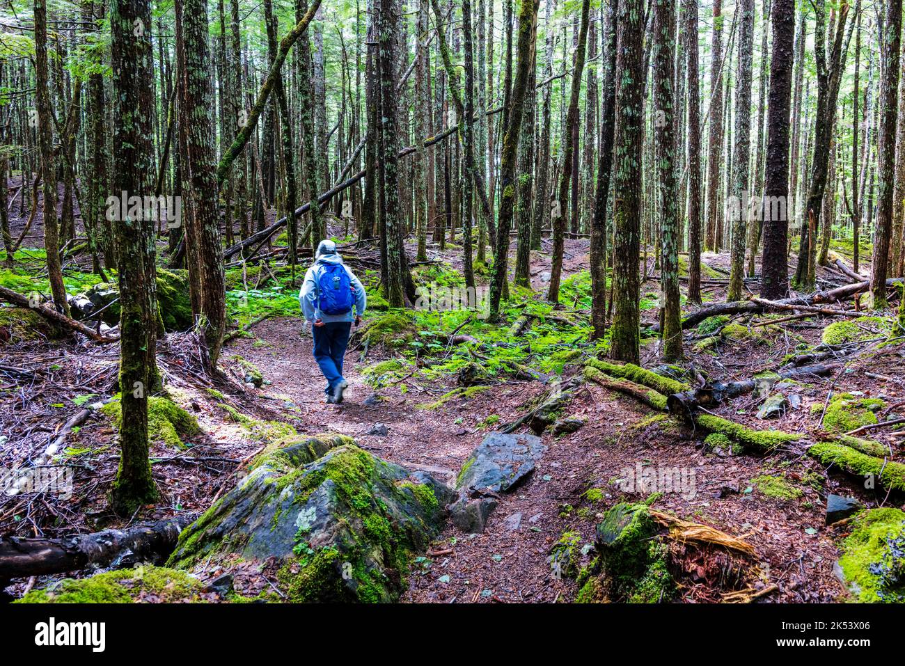 Woman hiking in Moose Meadow; Chilkat Inlet & Glacier Bay National Park ...