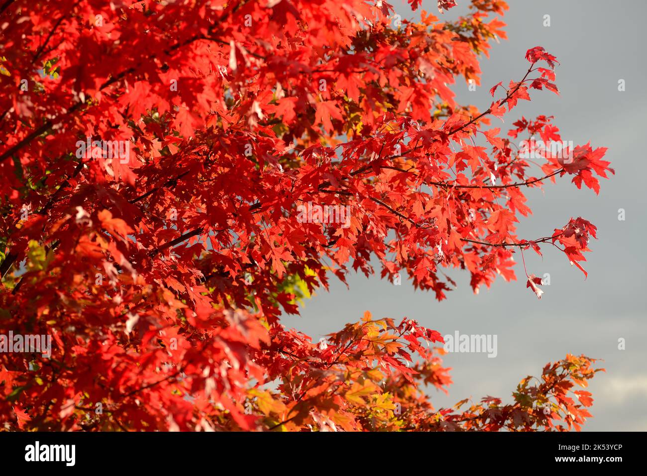 Maple (Acer spp) turning red shown against a blue sky Stock Photo - Alamy