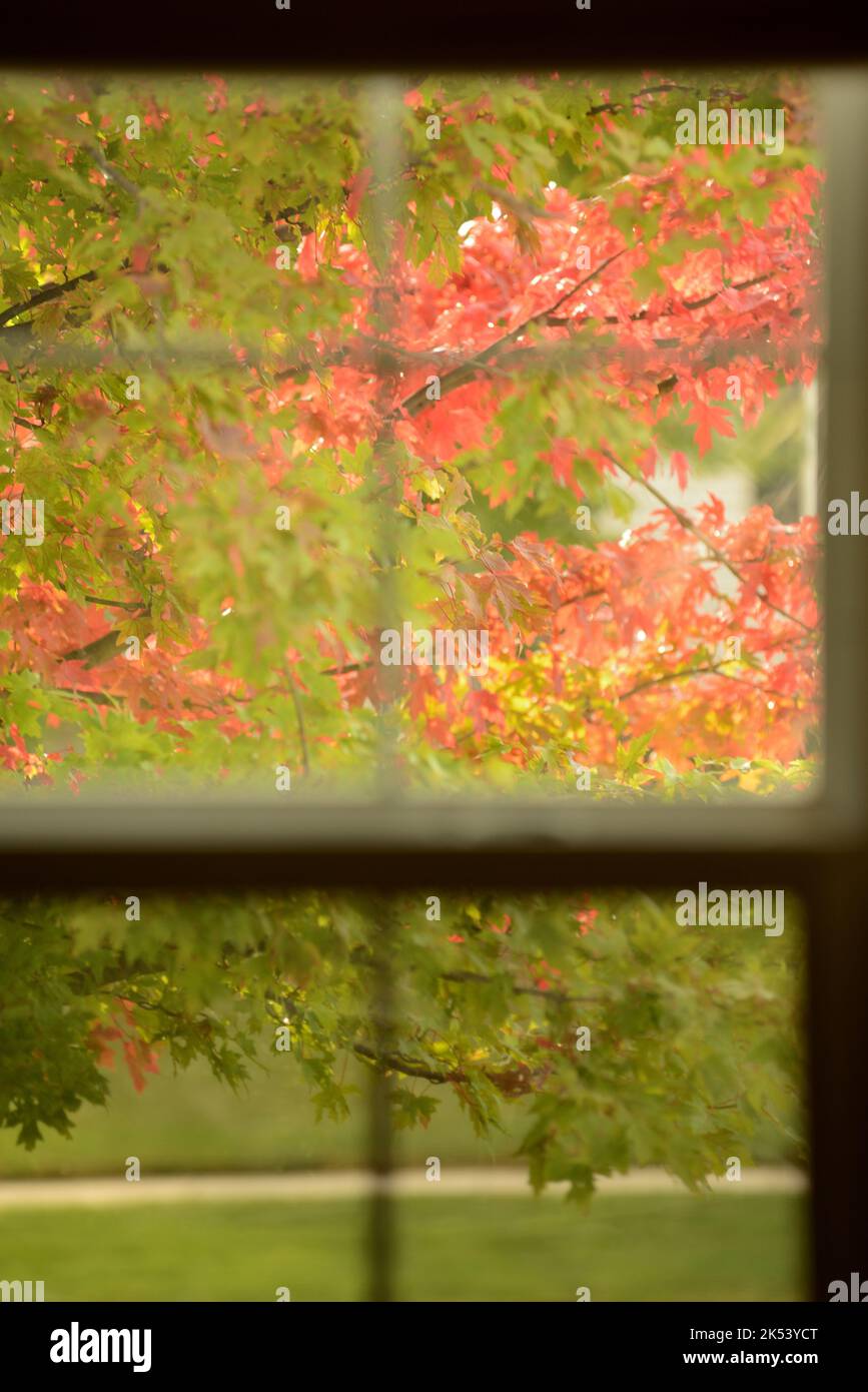 Fall foliage seen through a window in eastern Iowa Stock Photo - Alamy