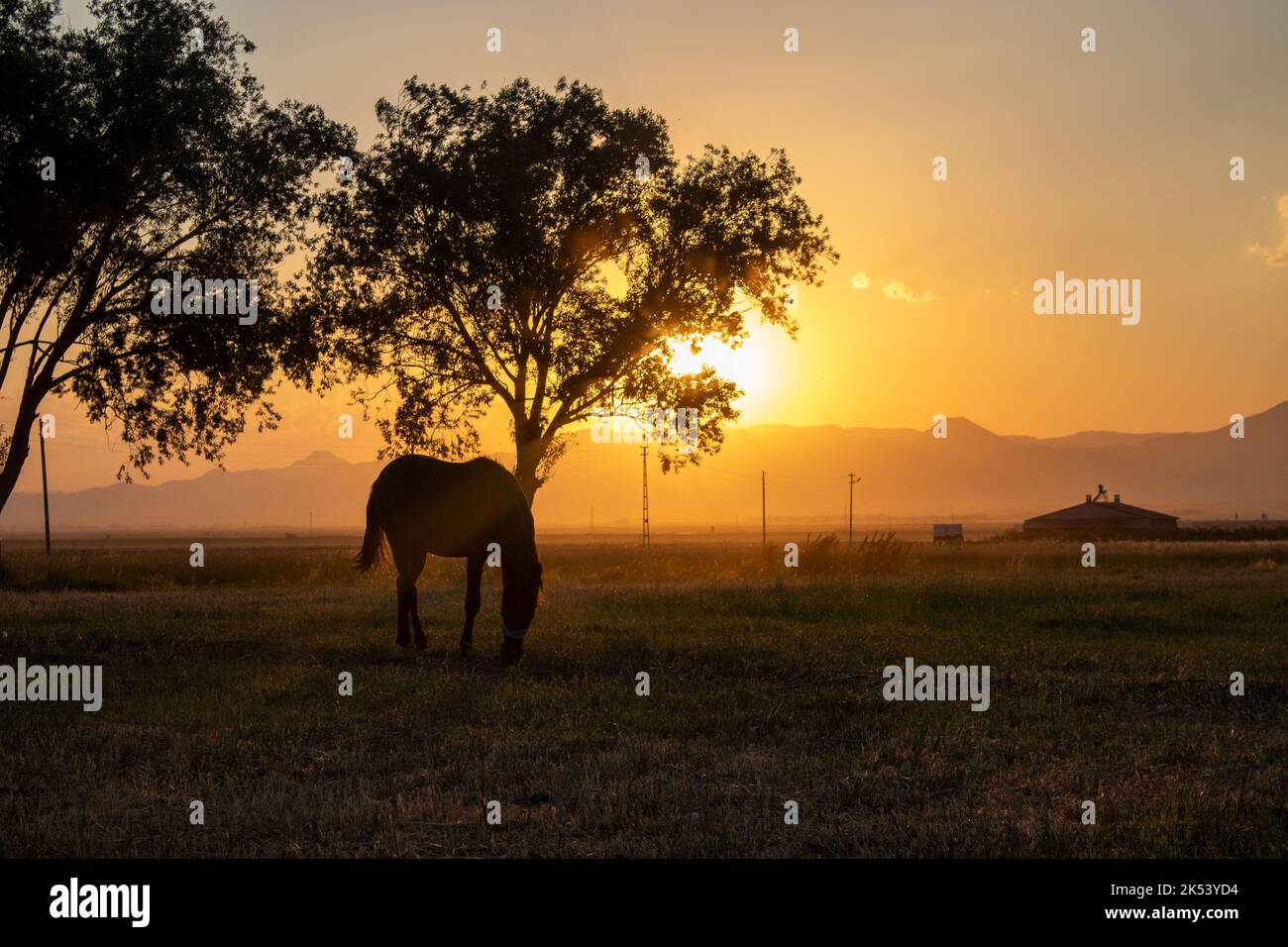 A lonely horse grazing in the field at sunset. Throw in backlight and ...