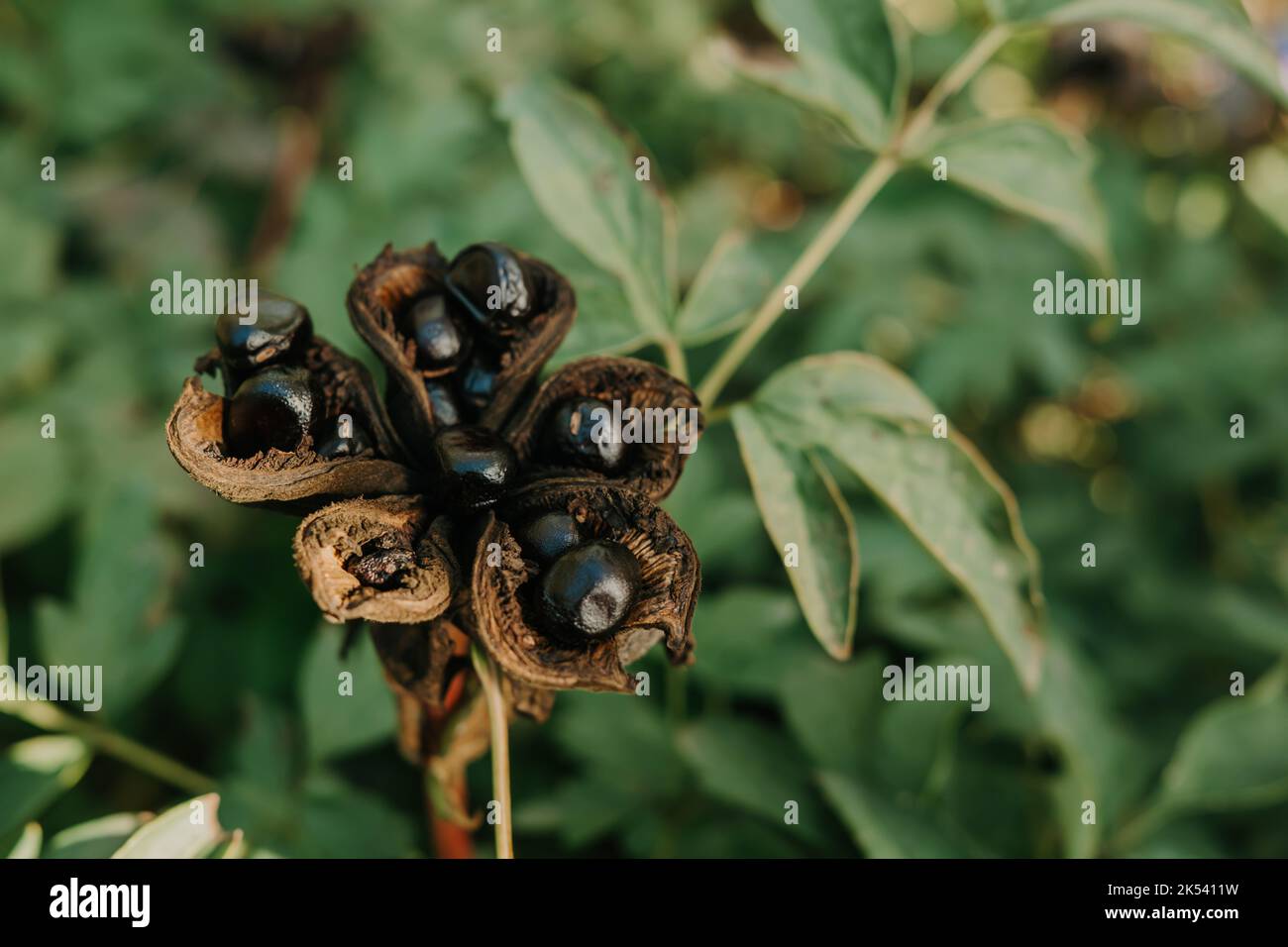 Peony seeds. Seeds of wild peony (Lat. Paeonia mlokosewitschii). Growing  peonies from seeds Stock Photo