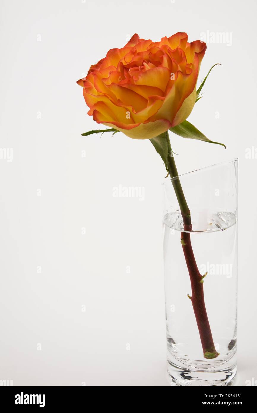 White rose clear vase hires stock photography and images Alamy