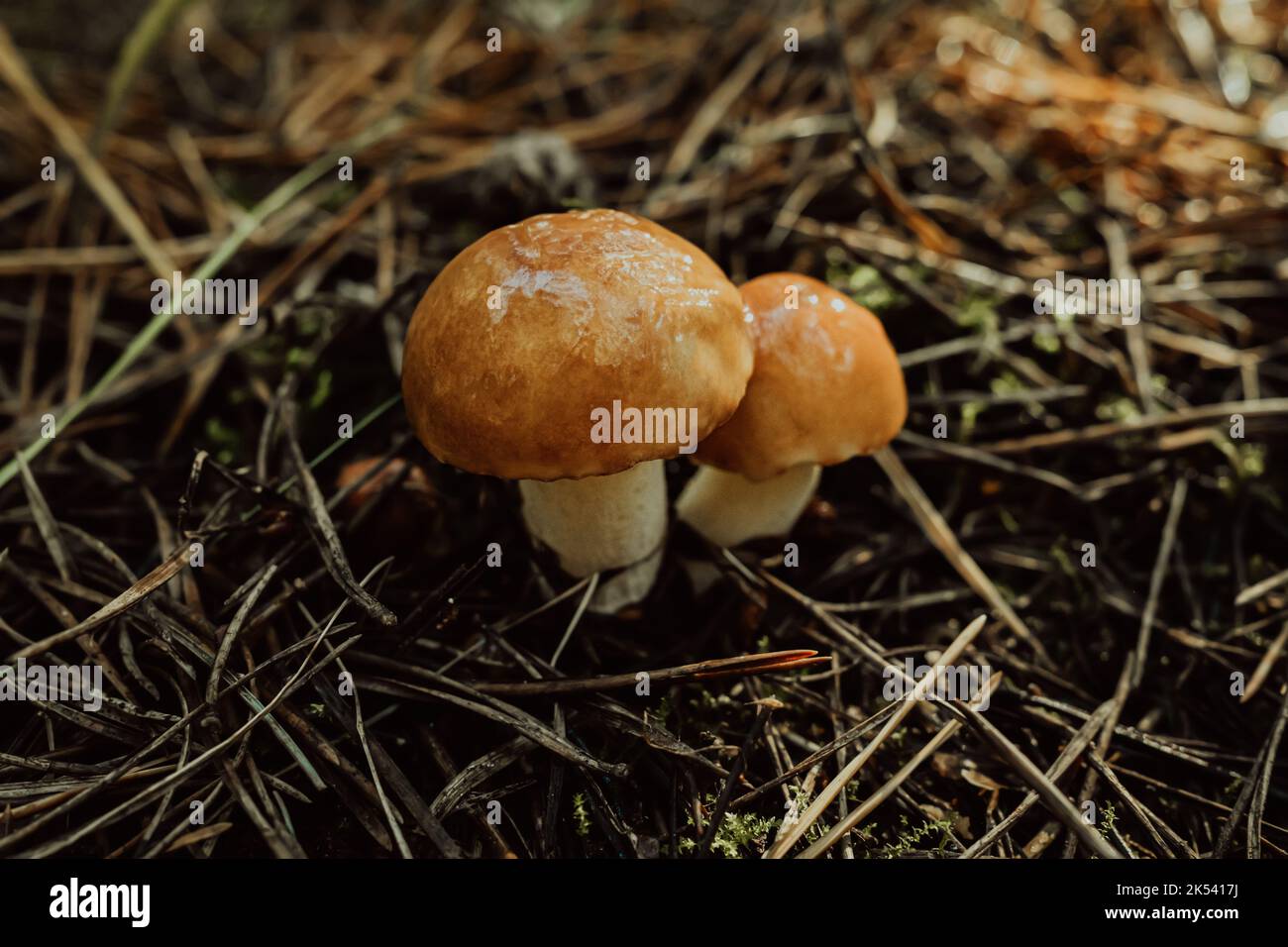 Young slippery Jack Fungi, Suillus luteus on autumn forest background with pine needles, close-up view. Harvest mushroom concept Stock Photo