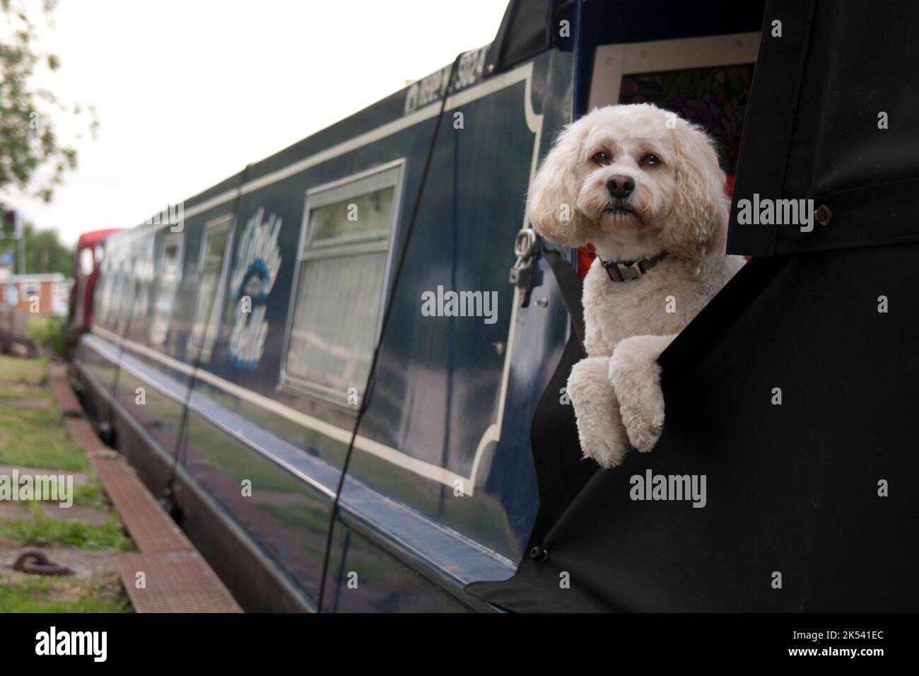 dog on canal boat, UK Stock Photo Alamy