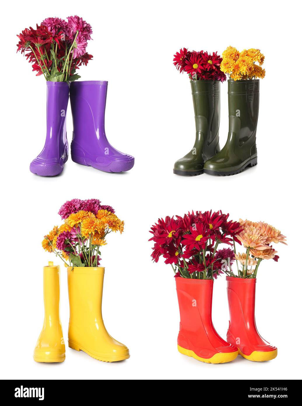 Collage of fresh chrysanthemum flowers with rubber boots on white ...