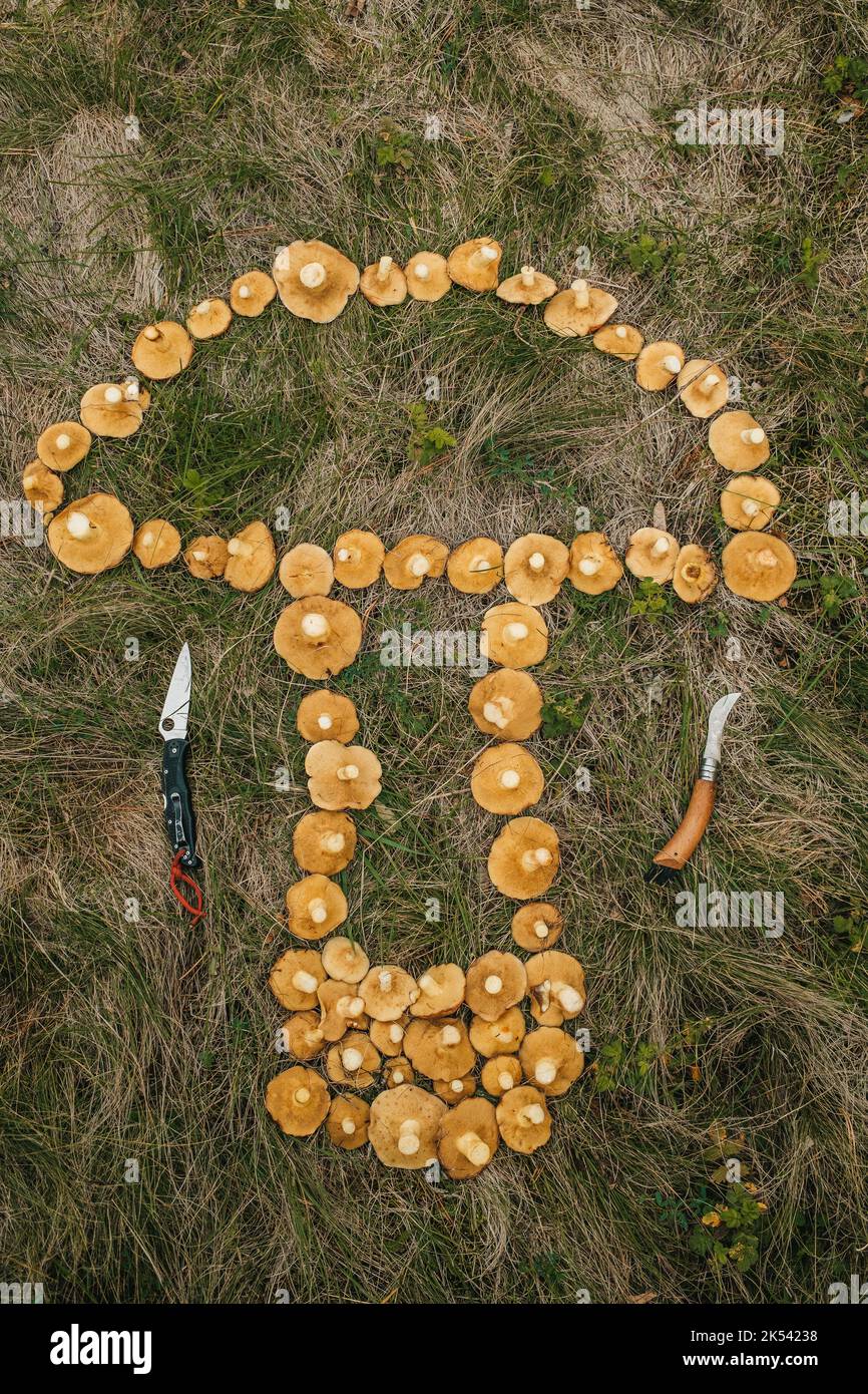 Mushroom pickers collected big harvest of Jack Fungi, laid it out in mushroom shape on grass. Knives nearby. Conspiracy, secret symbol sign Stock Photo