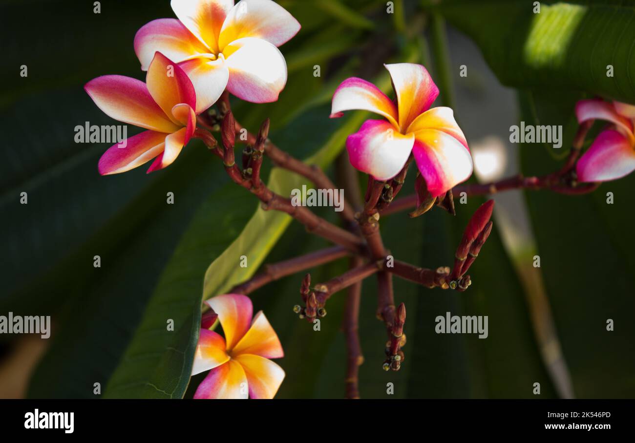Plumeria/Frangipani tropical Stock Photo
