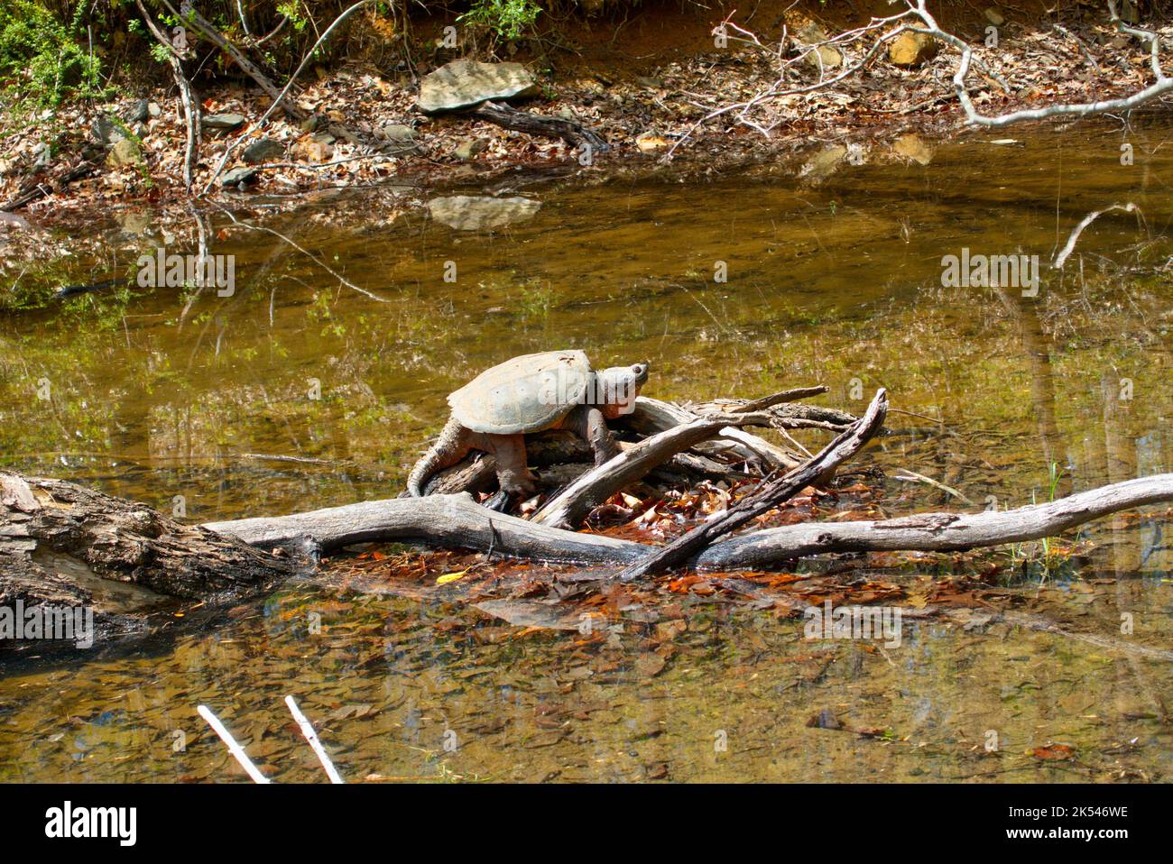 Giant Snapping Turtle in Maryland Stock Photo