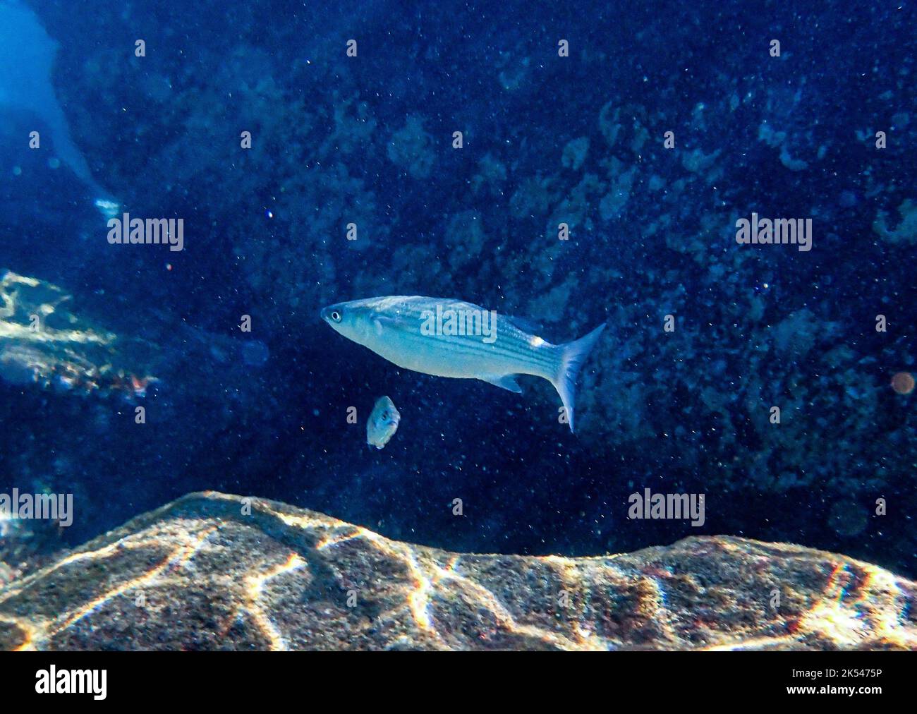 Atlantic reef fish hi-res stock photography and images - Alamy