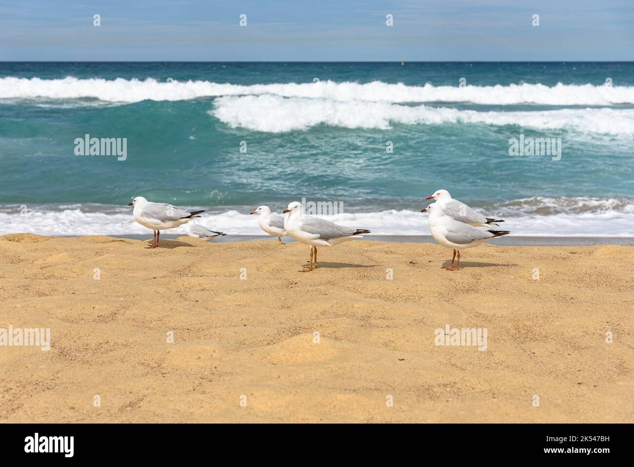 Silver gulls on the sand at Maroubra Beach, Sydney, Australia Stock Photo