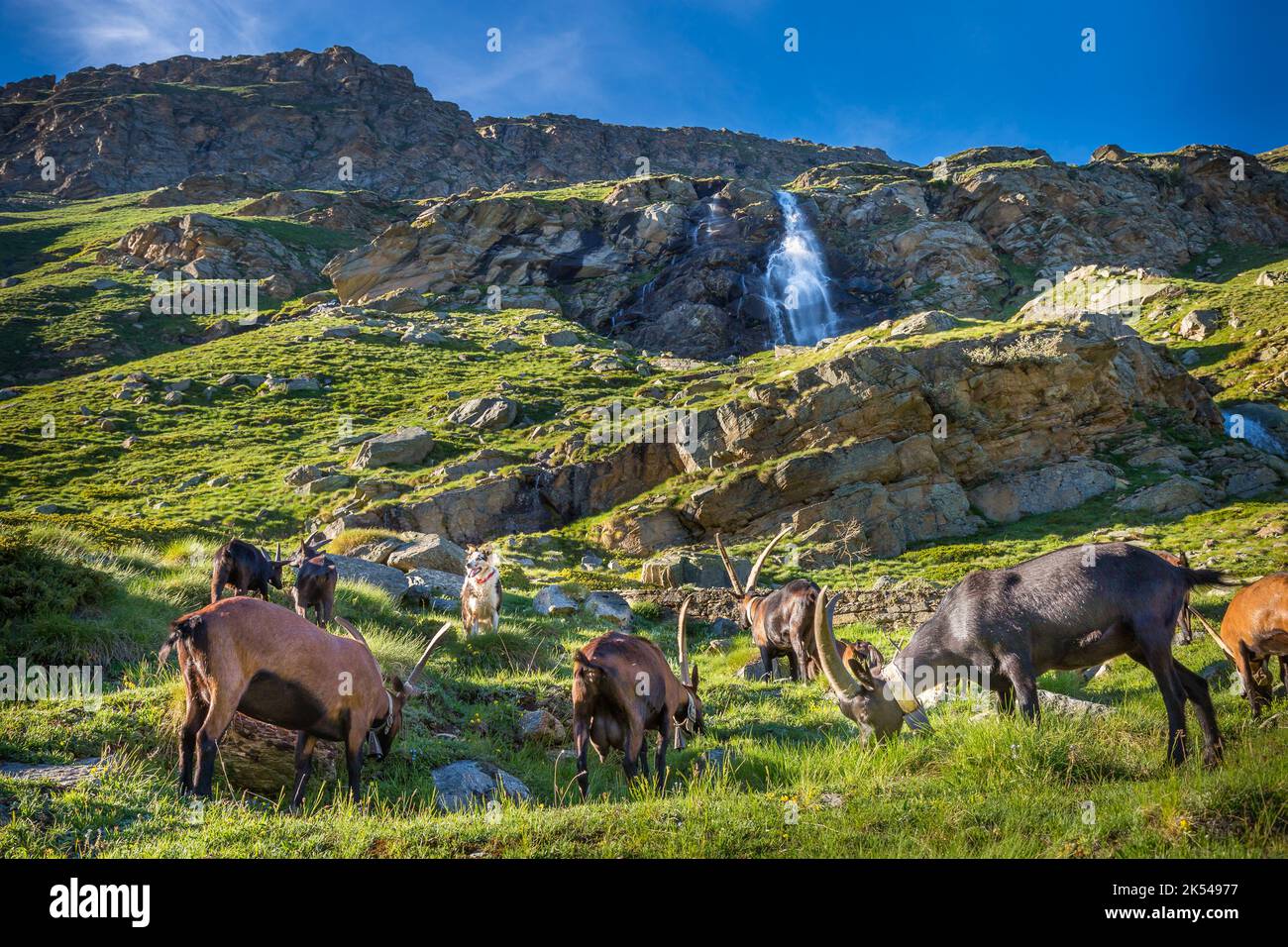 Ibex wild animal and mountain fauna, Gran Paradiso italian Alps, Italy Stock Photo