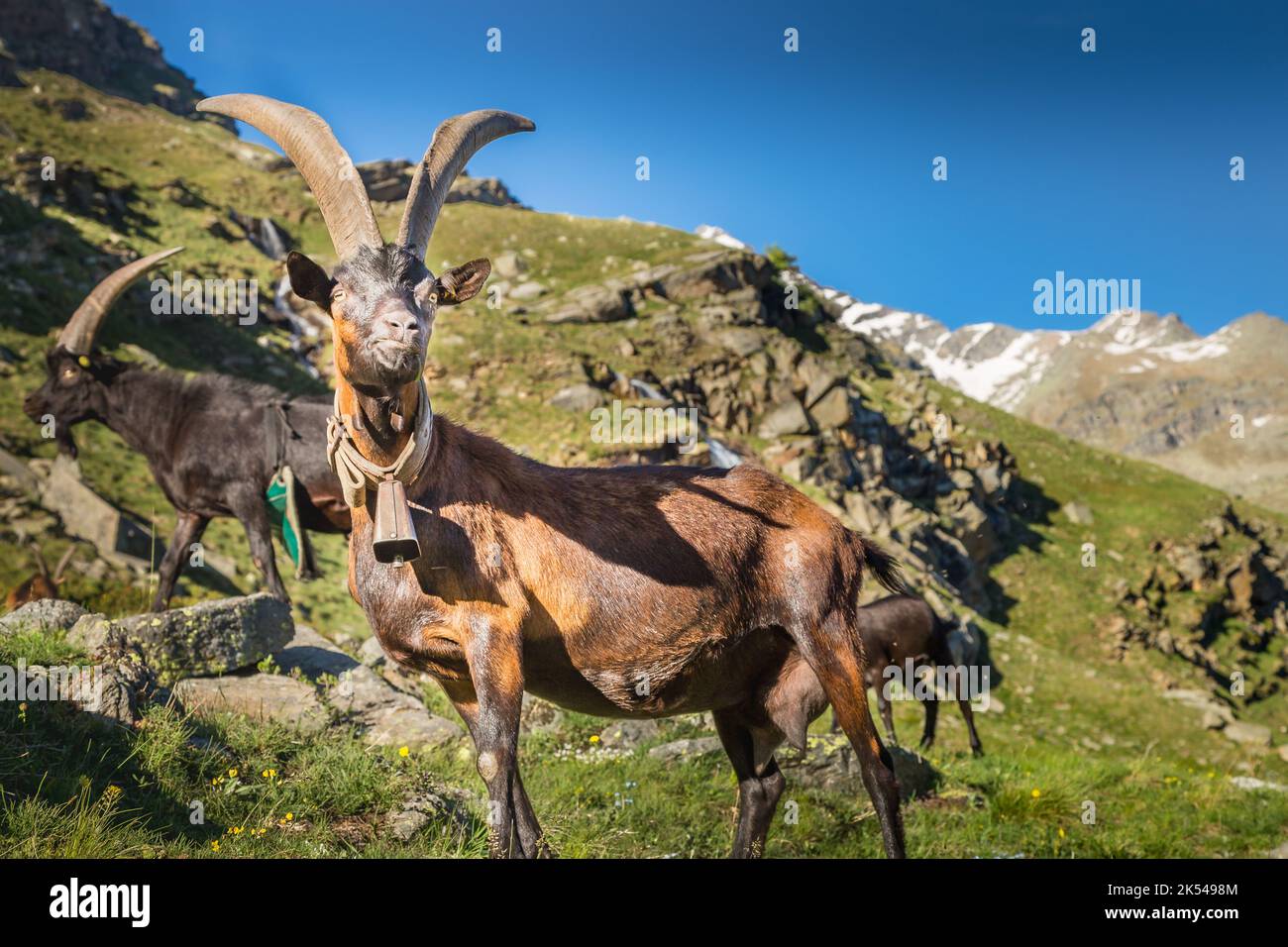 Ibex wild animal and mountain fauna, Gran Paradiso italian Alps, Italy Stock Photo